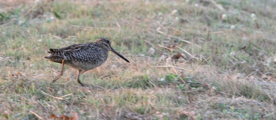 Pin-tailed Snipe · Gallinago stenura