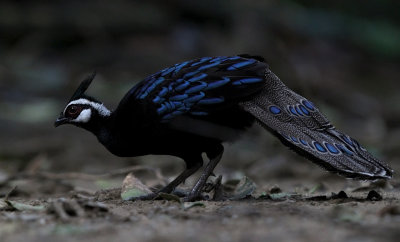 Palawan Peacock-Pheasant (Polyplectron napoleonis)
