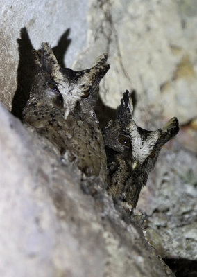 Palawan Scops Owl - Otus fuliginosus