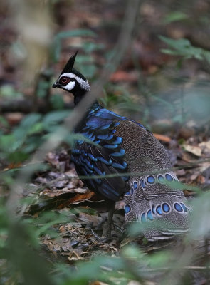 Palawan Peacock-Pheasant (Polyplectron napoleonis)