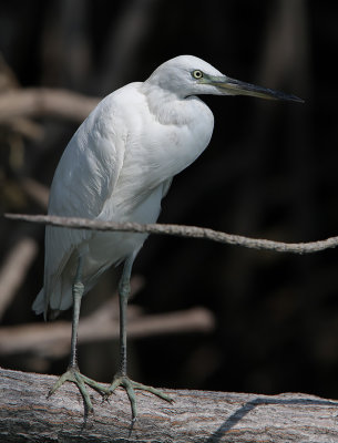 Chinese Egret - Egretta eulophotes