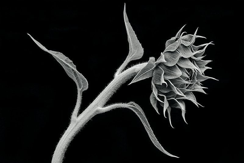 2015 Black & White World Photo Contest Finalist & The 13th Annual Smithsonian Photo Contest  Featured Entries