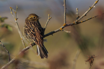Yellowhammer, Emberiza citrinella (Gulsparv)