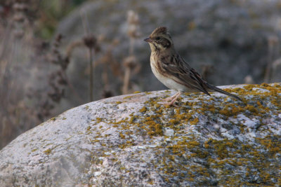 Rustic Bunting, Emberiza rustica (Videsparv)