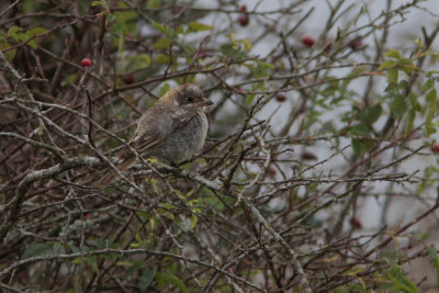 Woodchat Shrike, Lanius senator senator (Rdhuvad trnskata)