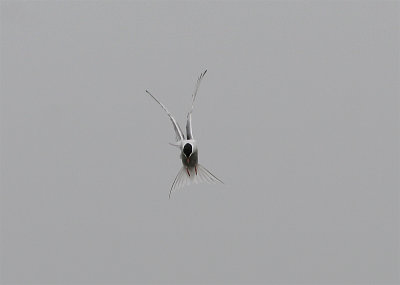 CommonTern, Fisktrna, Sterna hirundo