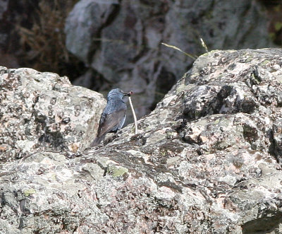 Blue Rock Thrush, Bltrast, Monticola solitarius