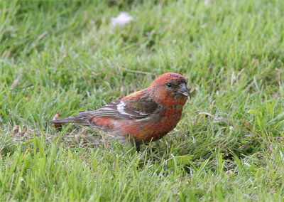 Two-barred Crossbill, Bndelkorsnbb, Loxia leucoptera