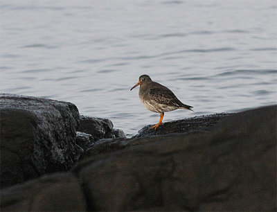 Purple Sandpiper, Skärsnäppa, Calidris maritima