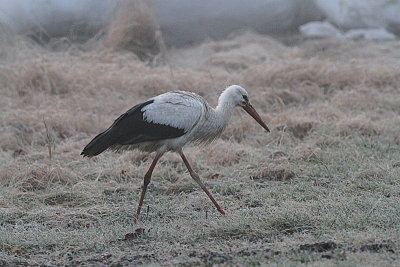 White Stork, Vit stork, Ciconia ciconia