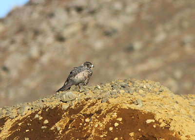 Gyrfalcon, Jaktfalk, Falco rusticolus