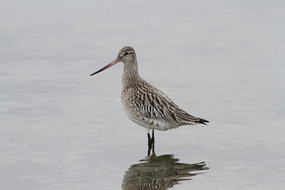 Bar-tailed Godwit, Myrspov, Limosa lapponica