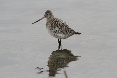 Bar-tailed Godwit, Myrspov, Limosa lapponica