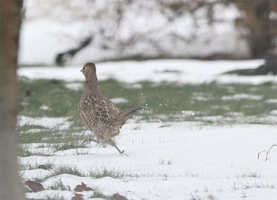 Common Pheasant, Fasan, Phasianus colchicus