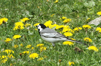 White Wagtail, Sädesärla, Motacilla alba dukhunensis