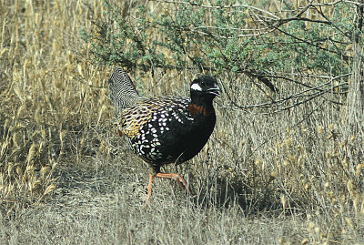 Black Francolin, Svart frankolin, Francolinus francolinus