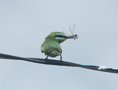 Blue-cheeked Bee-eater, Grön biätare, Merops persicus
