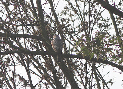 Shikra, Accipiter badius