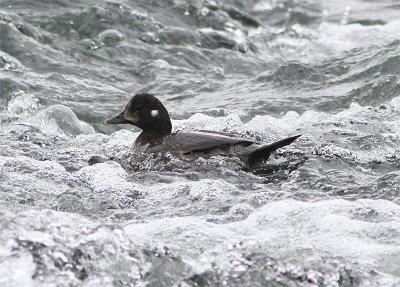 Harlequin Duck, Strmand, Histronicus histronicus