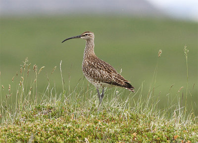 Wimbrel,  Smspov, Numenius phaeopus