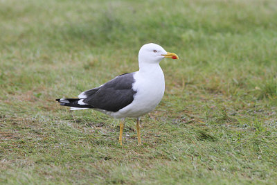 Lesser Black-backed Gull, Silltrut, Larus fuscus
