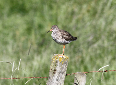 Redshank, Rdbena, Tringa totanus