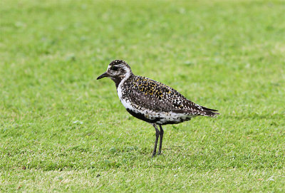 European Golden Plover, Ljungpipare, Pluvialis apricaria