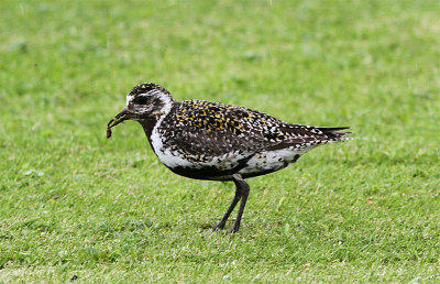 European Golden Plover, Ljungpipare, Pluvialis apricaria