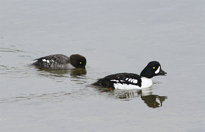 Barrow's Goldeneye, Islandsknipa, Bucephala islandica 