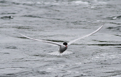 Artic Tern, Silvertrna, Sterna paradisaea