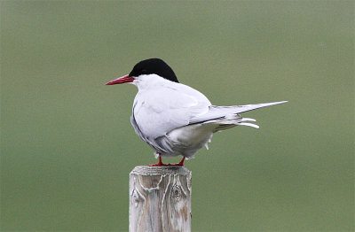 Artic Tern, Silvertrna, Sterna paradisaea