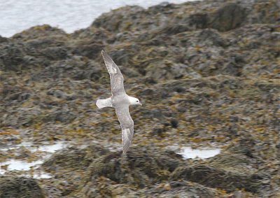 Fulmar, Stormfgel, Fulmarus glacialis