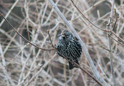 Starling, StareSturnus vulgaris