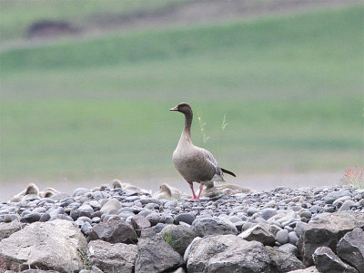 Pink-footed Goose, Spetsbersgs, Anser brachyrhunchus