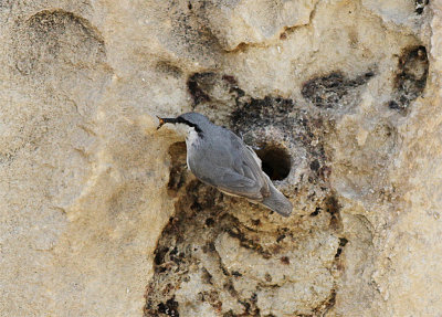 Wester Rock Nuthatch, Klippntvcka, Sitta neumayer