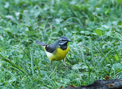 Grey Wagtail, Forsrla, Motacilla cinerea