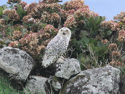 Snowy Owl, Fjlluggla, Bubo scandiacus