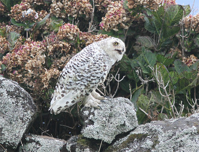 Snowy Owl, Fjlluggla, Bubo scandiacus