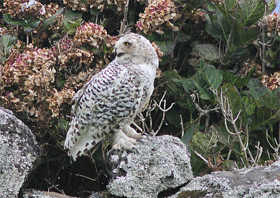 Snowy Owl, Fjlluggla, Bubo scandiacus