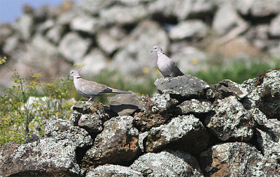 Collared Duve, Turkduva, Streptopelia decaocto