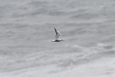 Birds from Azores / Gulls to Buntings