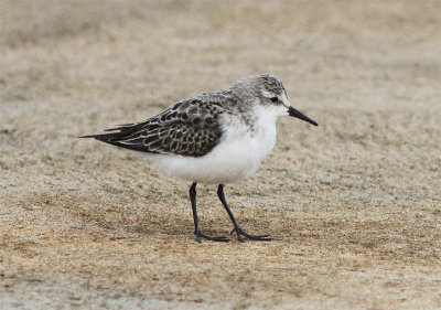 Little Stint, Smsnppa, Calidris minuta