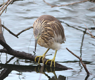 Squacco Heron, Rallhäger, Ardeola ralloides