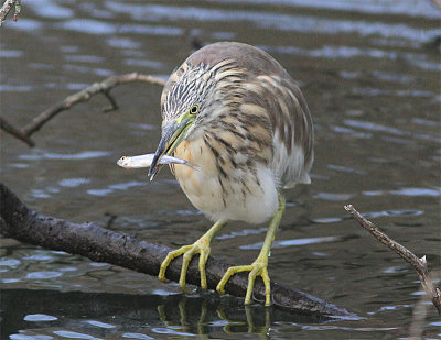Squacco Heron, Rallhäger, Ardeola ralloides