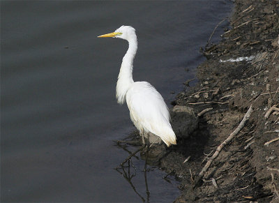 Intermediate Heron, Mellanhger, Ardea intermedia