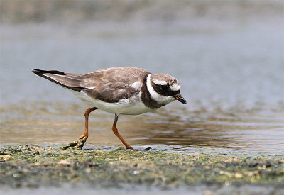 Common Ringed Plower, Större strandpipare, Charadrius hiaticula