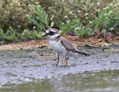 Common Ringed Plower, Strre strandpipare, Charadrius hiaticula