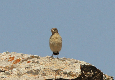 Seebohm's Wheatear, Stenskvätta, Oenanthe oenanthe seebohmi