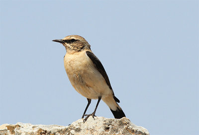 Seebohms Wheatear, Stenskvtta, Oenanthe oenanthe seebohmi