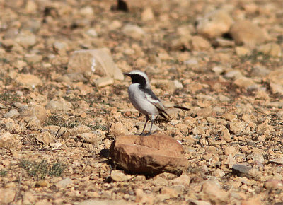 Red-rumped Wheatear, Berberstenskvätta, Oenathe moesta